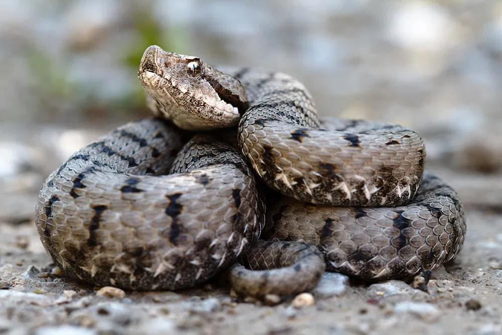 Snake